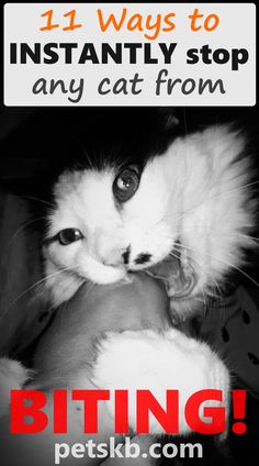 A black and white cat biting a hand. Cat Sayings, Bible Cards, Natural Pet Care