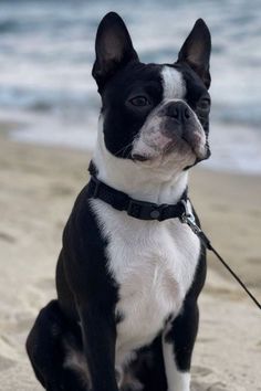 a black and white dog sitting on top of a sandy beach