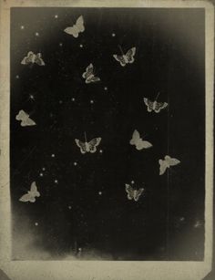 black and white photograph of butterflies flying in the night sky