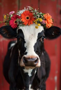 a black and white cow wearing a flower crown