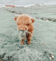 an animal with long horns eating grass in a field