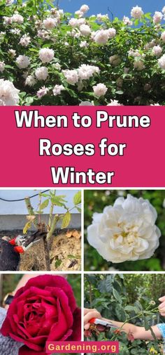 white roses are growing in the garden with text overlay that reads, when to prune roses for winter