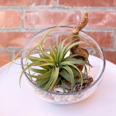 an air plant sitting in a glass bowl on top of a white table with rocks