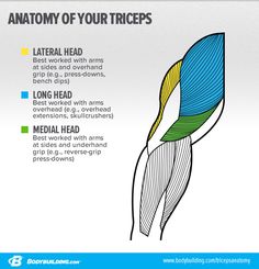 the anatomy of your triceps is shown in blue and yellow, with text below it