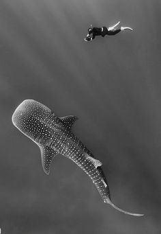 a person swimming in the ocean with a whale and a man diving behind them,