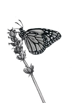 a black and white drawing of a butterfly on a flower