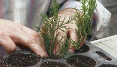 a person is holding some plants in their hands