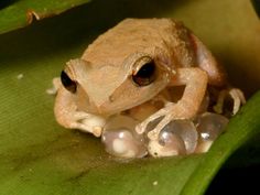 a frog sitting on top of a green leaf