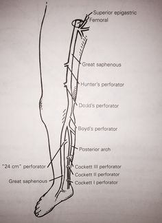 an image of a diagram of the human leg