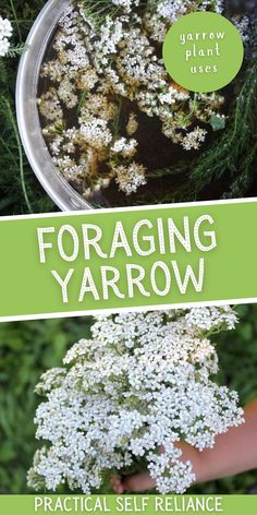 the cover of foraging yarrow practical self reliance