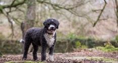 a black and white dog standing in the woods