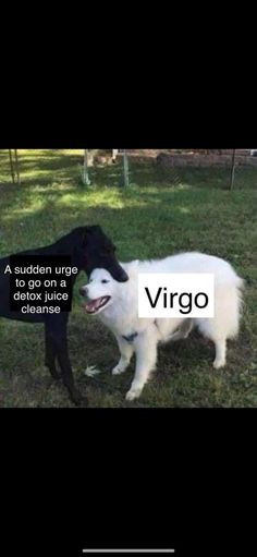 two dogs standing next to each other on top of a grass covered field with the words virgo written in front of them