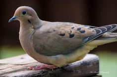 a bird sitting on top of a piece of wood