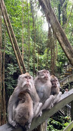 three monkeys are sitting on a wooden rail in the forest and one is looking up