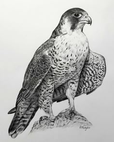 a drawing of a hawk sitting on top of a rock