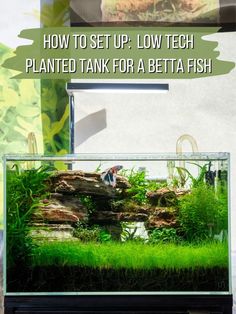 Betta fish in planted fish tank Betta Tank Aquascape, Bioactive Betta Tank, Aquarium Set Up, Planted Betta Tank Ideas, Betta Tank Decor, Natural Betta Tank, Planted Fish Tank Ideas, Setting Up An Aquarium