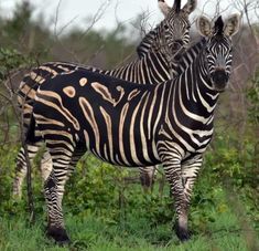 two zebra standing next to each other on a lush green field