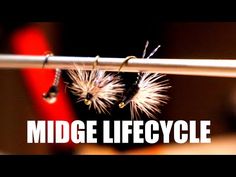 two flies sitting on top of a metal pole with the words midge lifecycle