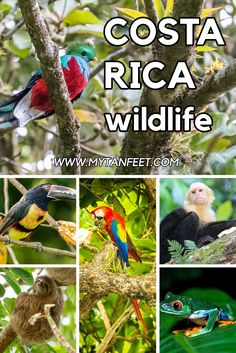 costa rica wildlife collage with text overlay