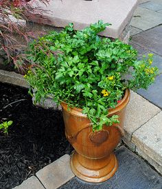 a potted plant sitting on top of a wooden stand next to a brick walkway