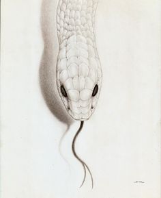 a pencil drawing of a snake's head