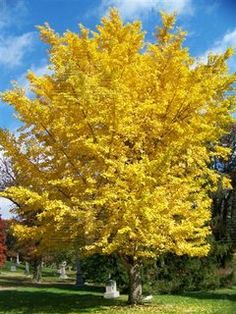 a large yellow tree in the middle of a grassy area with tombstones and trees