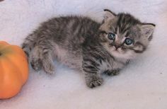 a small kitten sitting next to an orange pumpkin on a white blanket and looking at the camera