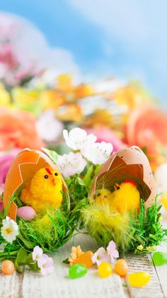 two small yellow chicks sitting in an egg shell filled with grass, flowers and eggshells