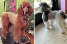 two poodles standing in front of a window next to each other on display