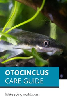 an image of a fish with the title otocinclus care guide