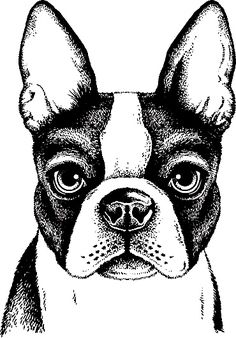 a black and white drawing of a boston terrier