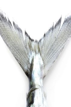 a silver bird with its wings spread out in front of a white background and the back side of it's head