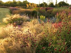 a field with lots of tall grass and flowers