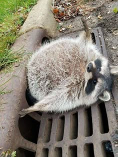 a raccoon laying on top of a metal grate next to grass and dirt