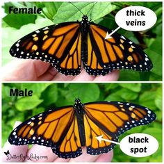 a butterfly that is sitting on top of a leaf and has the words female and male below it