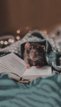 a rat sitting on top of an open book next to a pile of papers and blankets