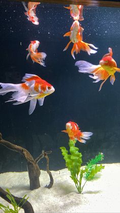 many goldfish swimming in an aquarium together