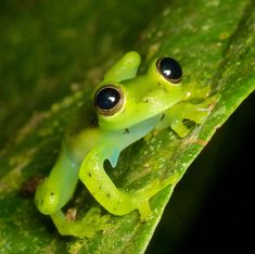 a green frog with black eyes sitting on a leaf