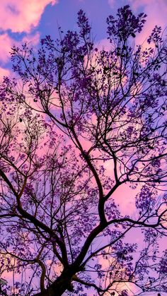 the silhouette of a tree against a purple sky