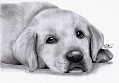 a pencil drawing of a dog laying down