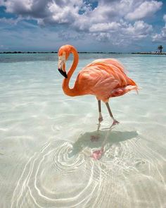 a pink flamingo standing in shallow water