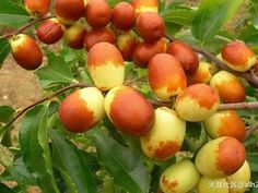 PRICES MAY VARY. 2 yr old, 2 ft Jujube living plant Date Seeds, Jujube Tree, Garden Living, Planting Seeds, Lawn Care, Live Plants, Patio Garden, Very Rare, Lawn Garden