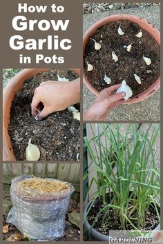 how to grow garlic in pots with pictures showing the growing process and instructions for them