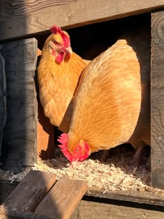 two chickens in a wooden coop on the ground