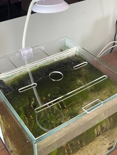 a fish tank filled with green algae and water next to a white light on a wooden table