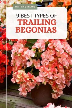 Check out nine stunning trailing begonias, learn how to take care of them properly, and discover how to deal with pests and diseases that may attack them. Trailing Begonias Hanging Baskets, Begonia Hanging Basket Ideas, Begonia Hanging Basket, Hanging Begonias, Basket On Wall