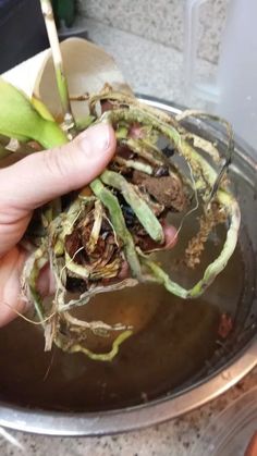 a person is holding up some plants in a metal bowl on the stove top,