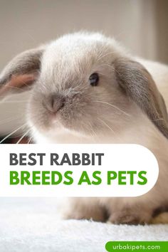 a rabbit with the words best rabbit breeds as pets