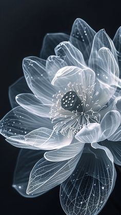 a white flower with lots of leaves on it's center and petals in the middle