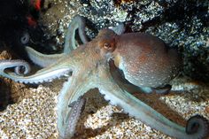 an octopus is laying on the sand